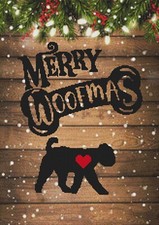 Lagotto Romagnolo Cucciolo