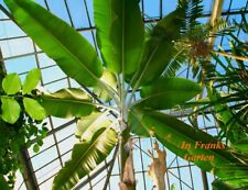 Musa X Paradisiaca, banana da