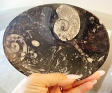 15 cm Orthoceras Goniatite