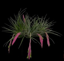 Tillandsia