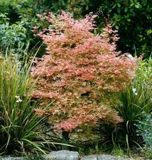 Acero rosso giapponese "Acer