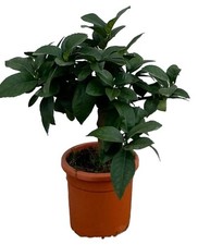Pianta citrus limone 4 - citrus,