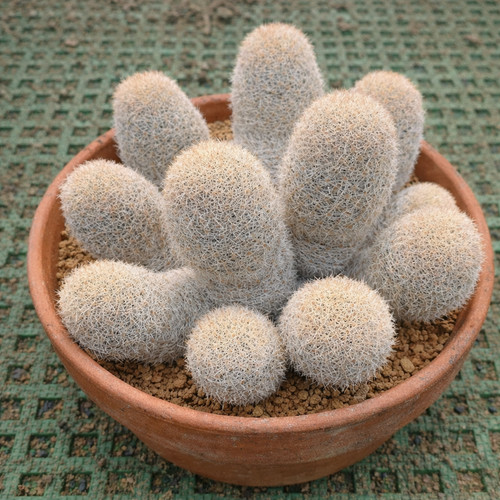 Mammillaria magallanii seeds - magallanii,