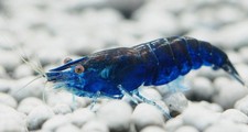Caridine piante acquario - caridine, e