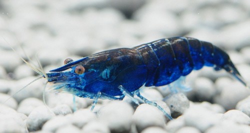 Caridine piante acquario - caridine,