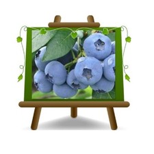 Mirtilli Nero Gigante