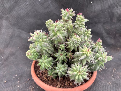 Euphorbia horrida monster - euphorbia, f.
