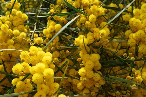 Vachellia arabic gum - gum, tree