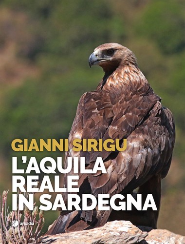 Aquila reale sardegna - l'aquila,