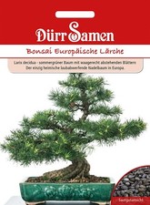 Bonsai di Larice Europeo