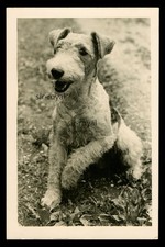 Carino cane Fox Terrier in
