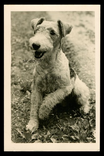 Carino cane fox terrier - cane,