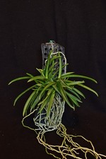 Neofinetia falcata cv. Orchidea Koto