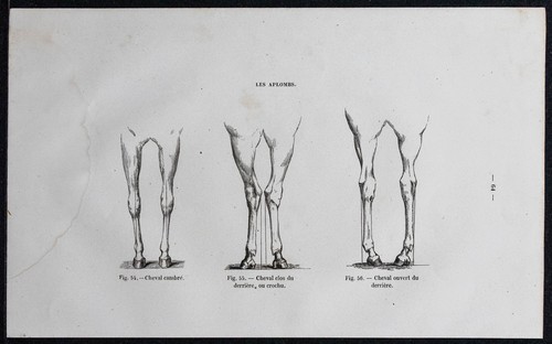 1882 aplombs del cavallo - i,