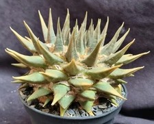 ARIOCARPUS CONFUSUS OLD from