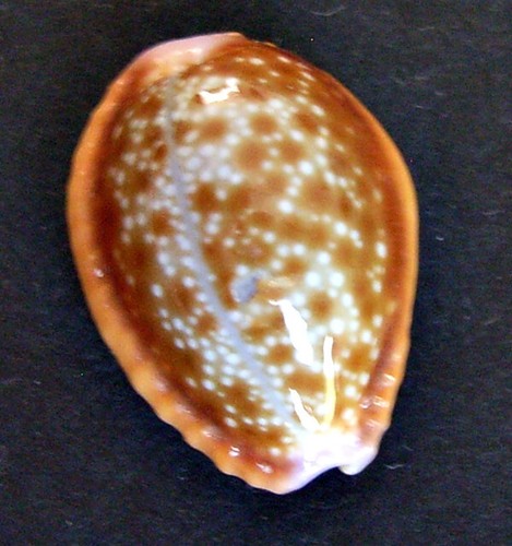 Cypraea helvola mm - cypraea,