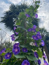 IPOMEA PURPUREA (CAMPANELLA)