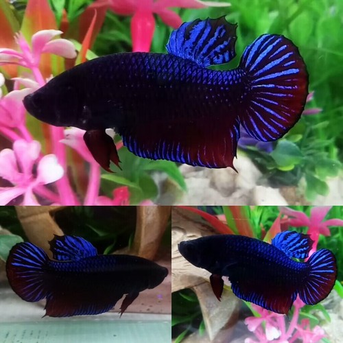 Blue betta fighter poster - blue,