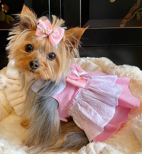 Vestiti per animali domestici