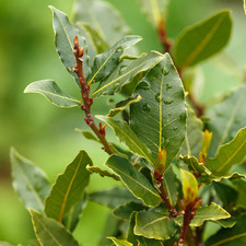 Alloro laurus nobilis pianta - alloro, "laurus