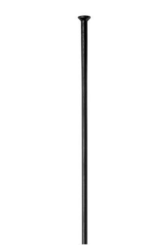 Raggi swiss champion - dt,