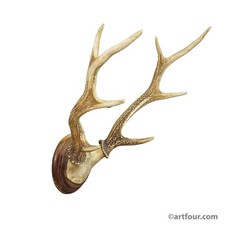 Grande Trofeo Cervo Rosso