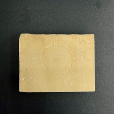 Palaequorea rygoli Fossil
