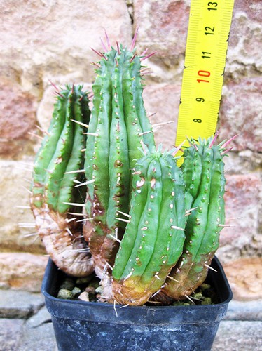 Euphorbia ferox caespitosa - , 12