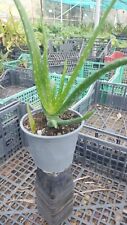 Pianta Aloe Vera vaso 14 cm