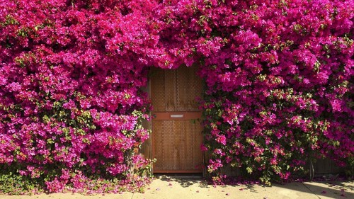 Semi rosa - di,