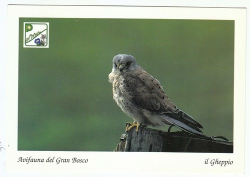 Parco gran bosco - parco,