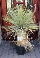 Yucca rostrata x thompsoniana
