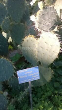 10 semi di "Opuntia Lindheimer"