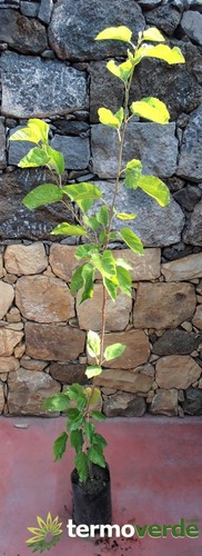 Albero gelso nero - ,, spedizione