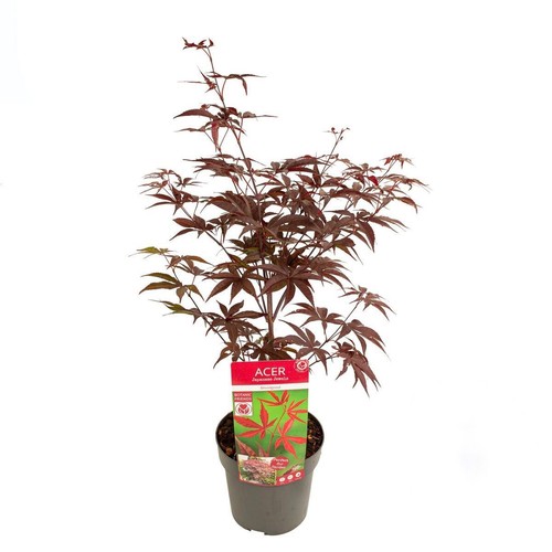 Acero rosso giapponese - rosso, "acer