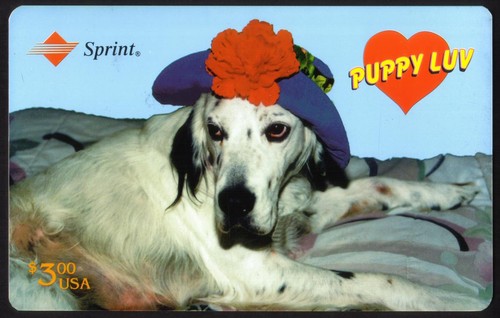 Puppy luv setter inglese - luv:,