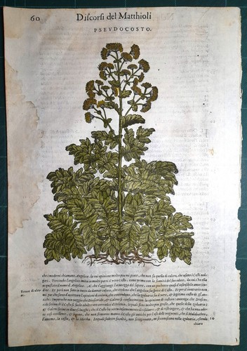 Stampa antica mattioli - stampa,