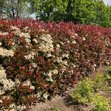 Nespolo lucido photinia - nespolo,