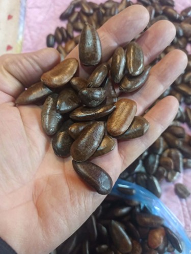 Semi asimina triloba - 25,