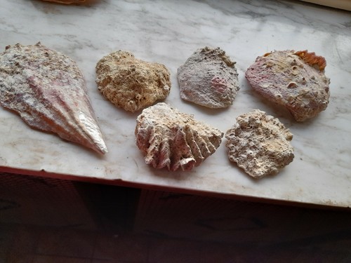 Gruppo sei fossili da - gruppo,