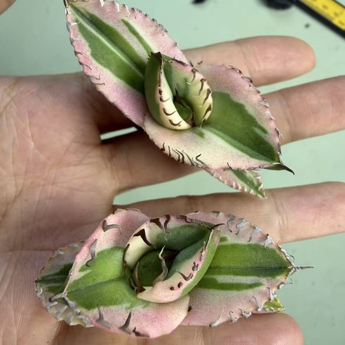 Vendita pezzi rara agave - 2,