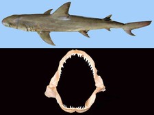 Mascella Squalo Donnola