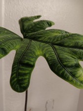 Alocasia Jacklyn Corm ( 1 )