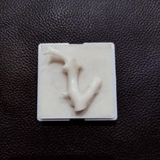 Ramo di corallo marino