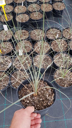Dasylirion cedrosanum - , /