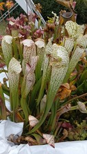 Sarracenia x  ' Pseudo Judy X Leucophylla #3" – Size  L piante carnivore