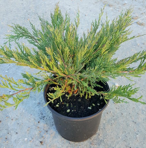 Juniperus andorra compacta - juniperus,
