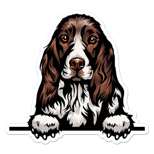 Peeking springer spaniel - springer,