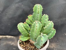 EUPHORBIA RESINIFERA VIVAIO IL GIARDINO DI MAYA CACTUS PIANTE GRASSE 511