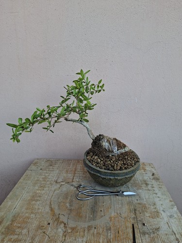 Pre bonsai punica granatum - bonsai,